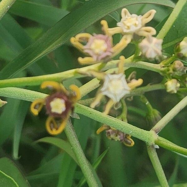 Cynanchum somaliense Blomma