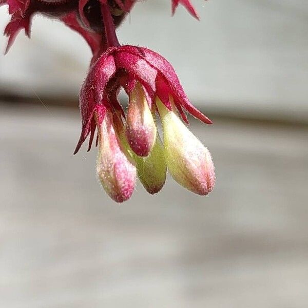 Leycesteria formosa Blüte