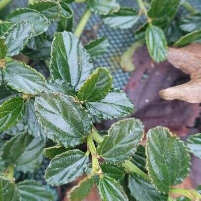 Ceanothus thyrsiflorus Blad