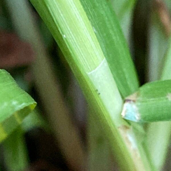 Cyperus hortensis Cortiza