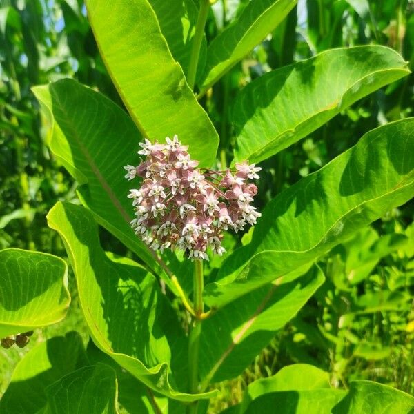 Asclepias syriaca Blüte