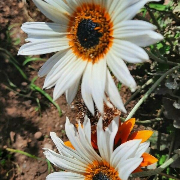 Arctotis stoechadifolia Flower