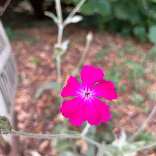 Silene coronaria Blomst