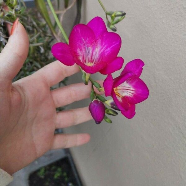 Freesia × kewensis Květ