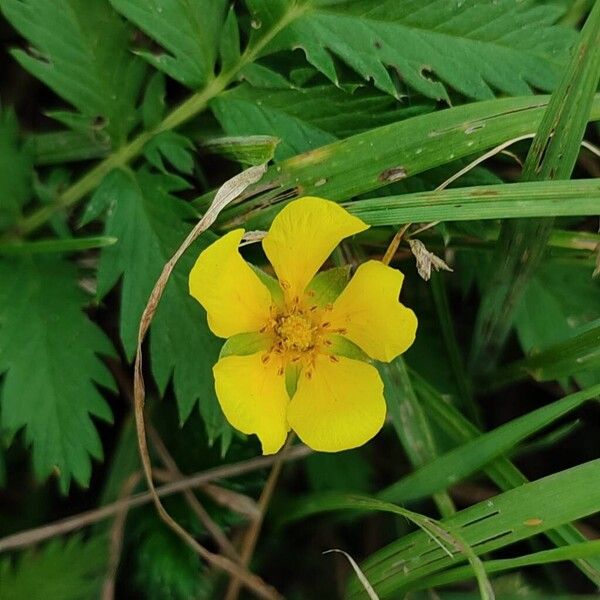 Argentina anserina Flor