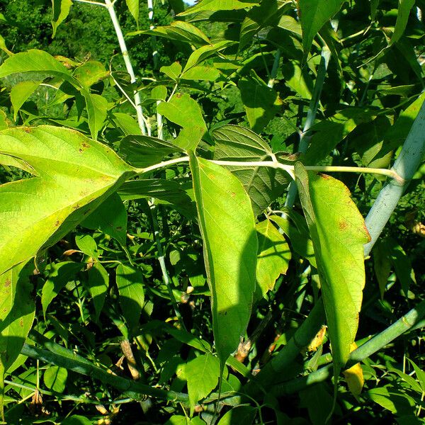 Acer negundo Hoja