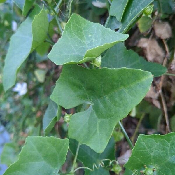 Coccinia grandis Leaf