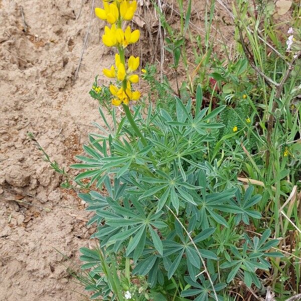 Lupinus luteus Habitat