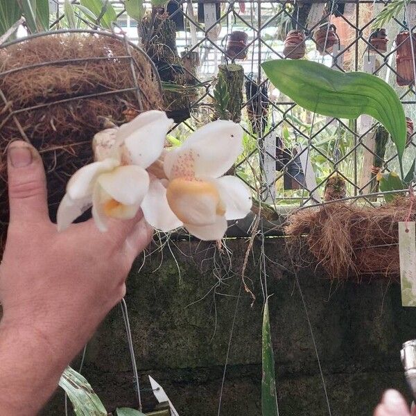 Stanhopea ecornuta Flor