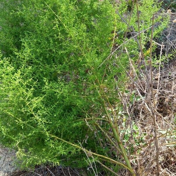 Artemisia annua 形態