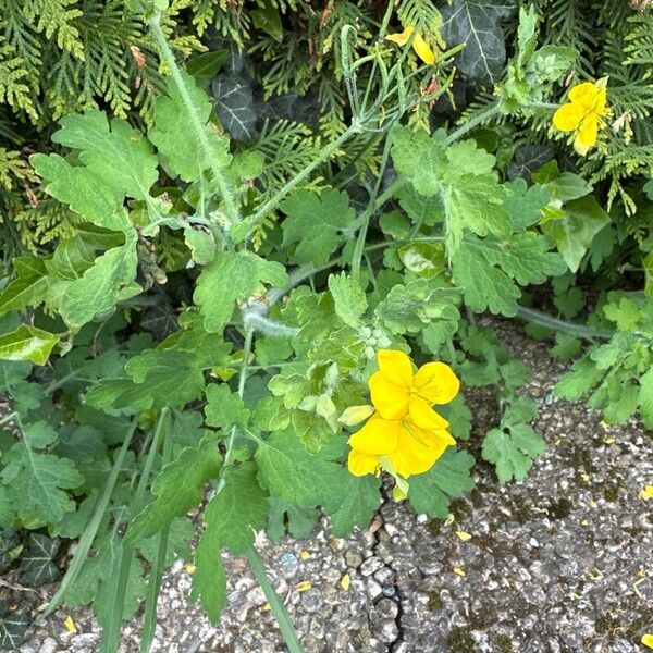 Chelidonium majus 花