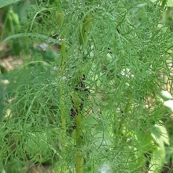 Tripleurospermum inodorum পাতা