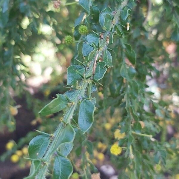 Acacia paradoxa পাতা