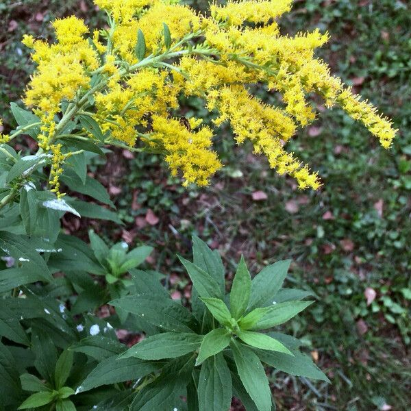 Solidago gigantea Květ