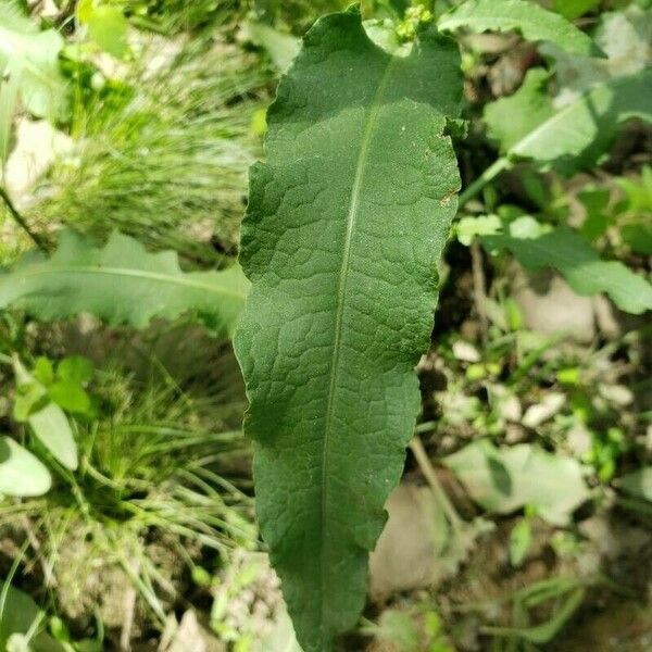 Rumex crispus Leaf