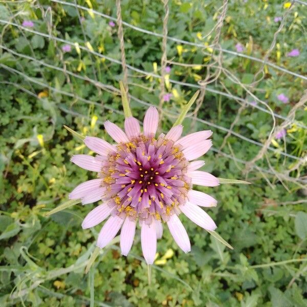 Tragopogon porrifolius ফুল