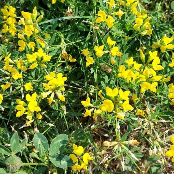 Lotus corniculatus പുഷ്പം