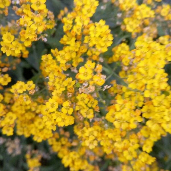 Alyssum murale Blüte