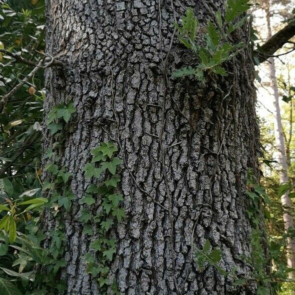 Quercus ithaburensis Žievė