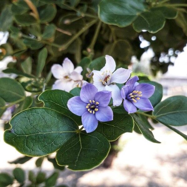 Guaiacum officinale Flor