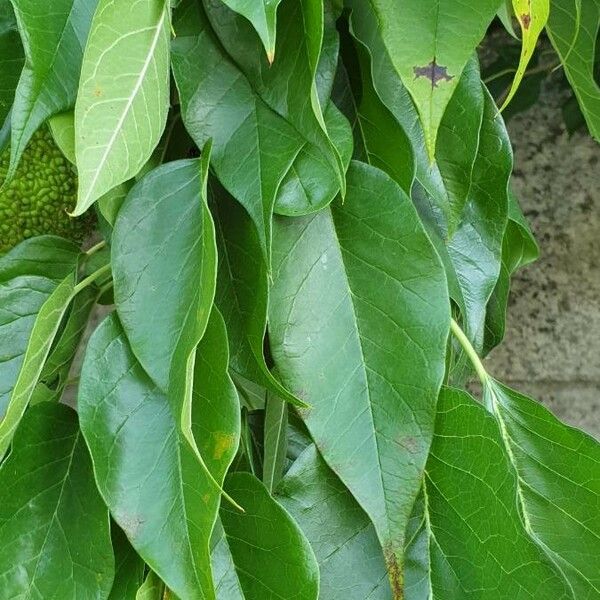 Maclura pomifera Leaf