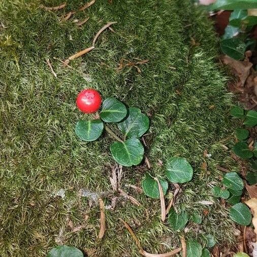 Mitchella repens Φρούτο