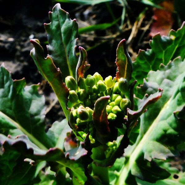 Brassica napus Flower