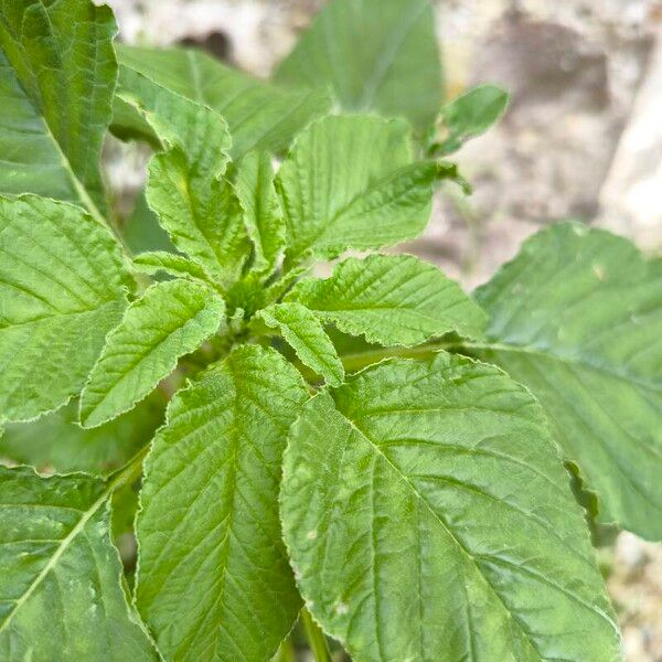 Amaranthus spinosus Folha