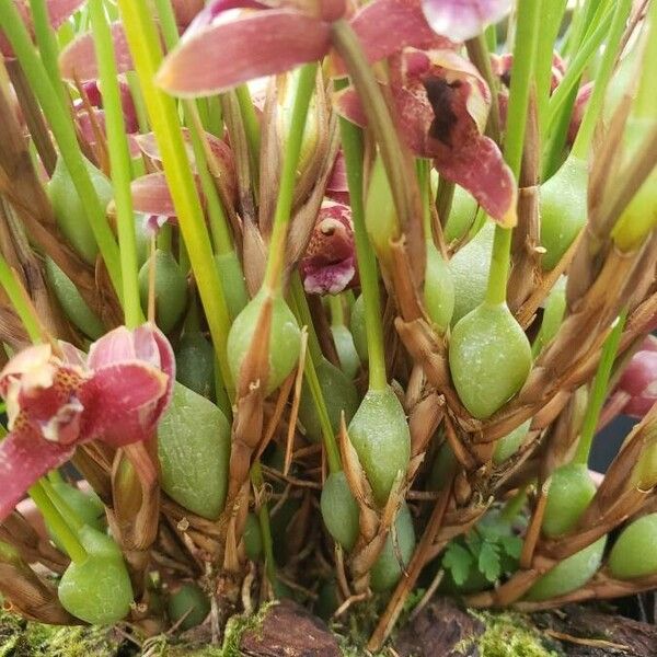 Maxillaria sanguinea Drugo