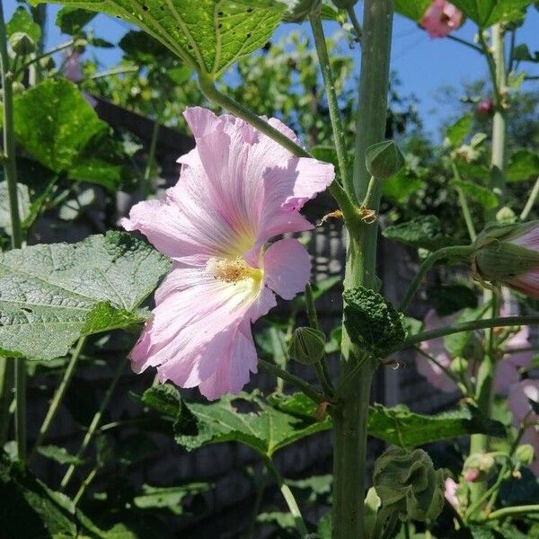 Alcea setosa Květ