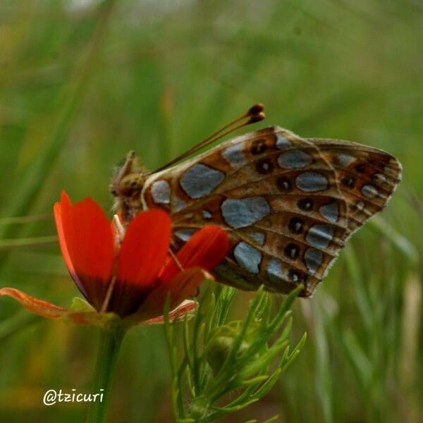 Adonis aestivalis Flor