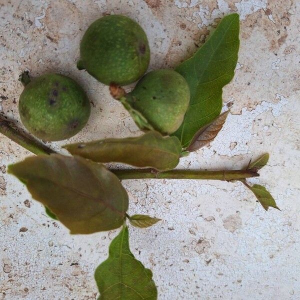 Ficus sur Fruit