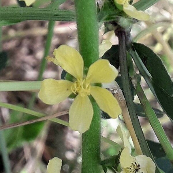 Agrimonia eupatoria Çiçek