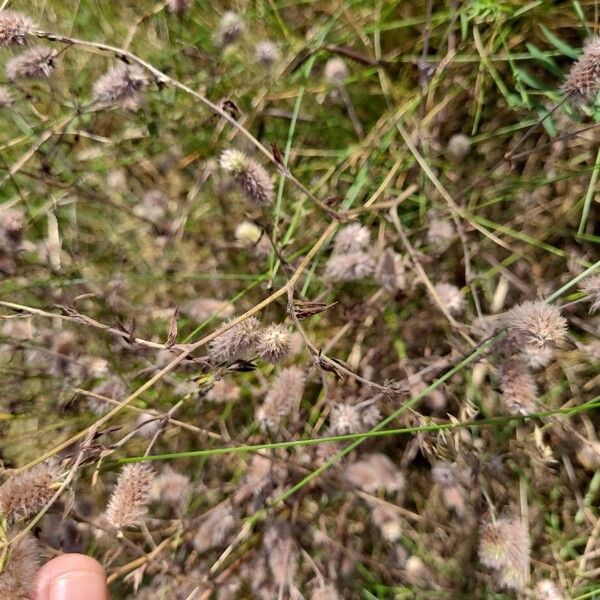 Trifolium arvense പുറംതൊലി