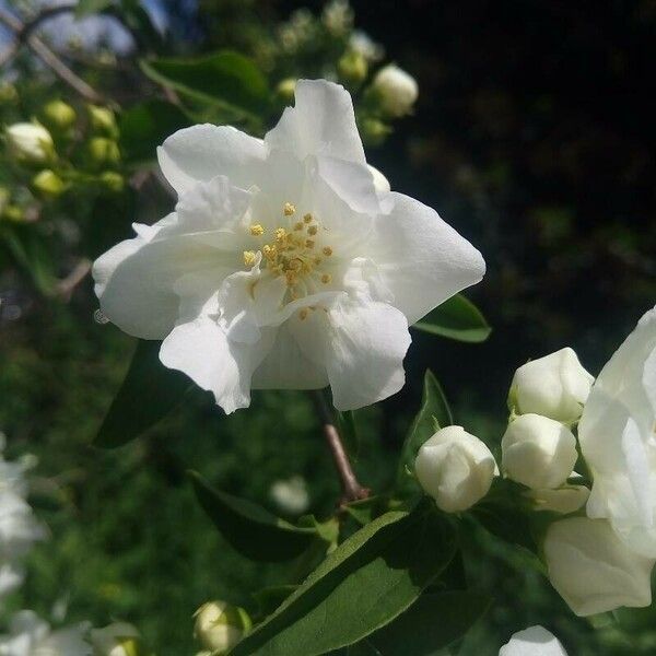 Rosa banksiae Fiore