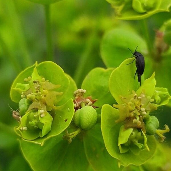 Euphorbia virgata Flower