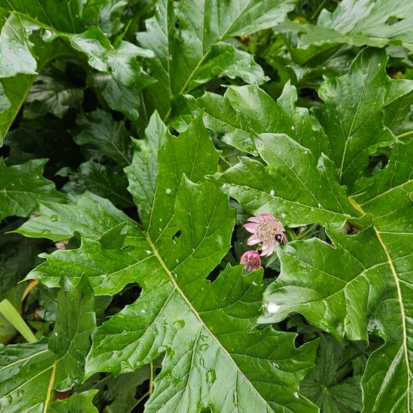 Acanthus spinosus Blatt