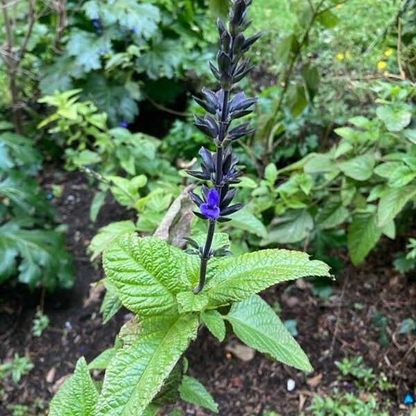 Salvia farinacea Blomma