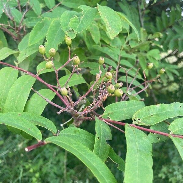 Sorbus aucuparia ফল