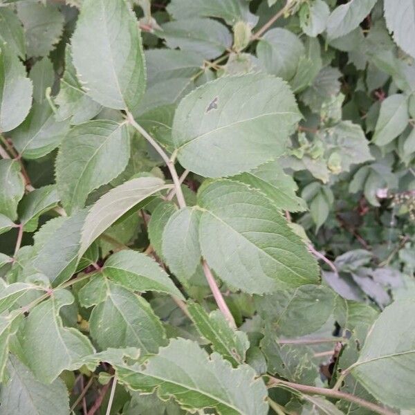 Sambucus canadensis Leaf