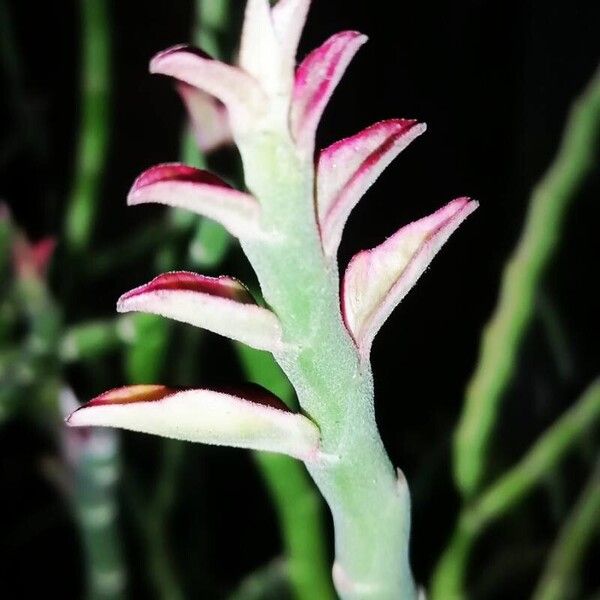 Euphorbia tirucalli ফুল