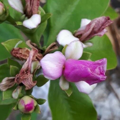 Pereskia grandifolia Flower