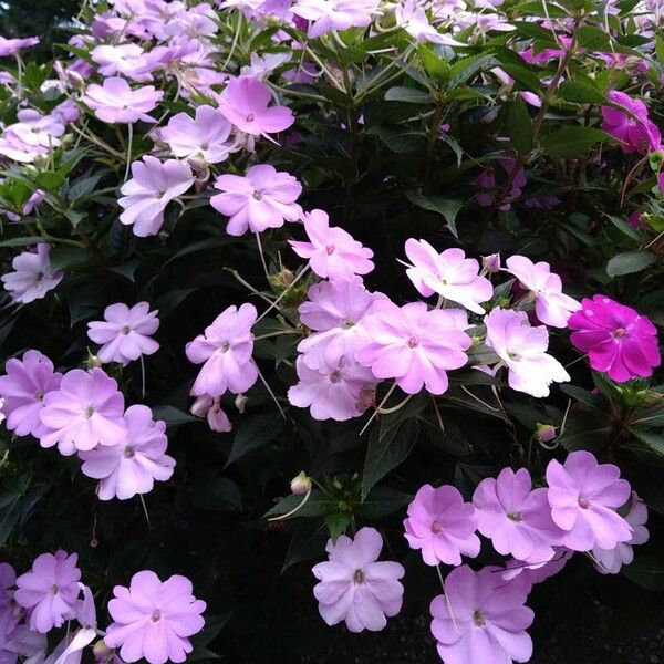 Impatiens walleriana Flower