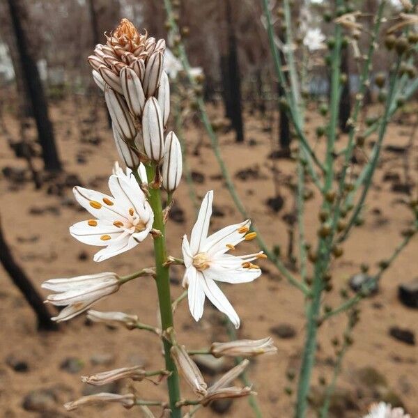 Asphodelus ramosus Flor