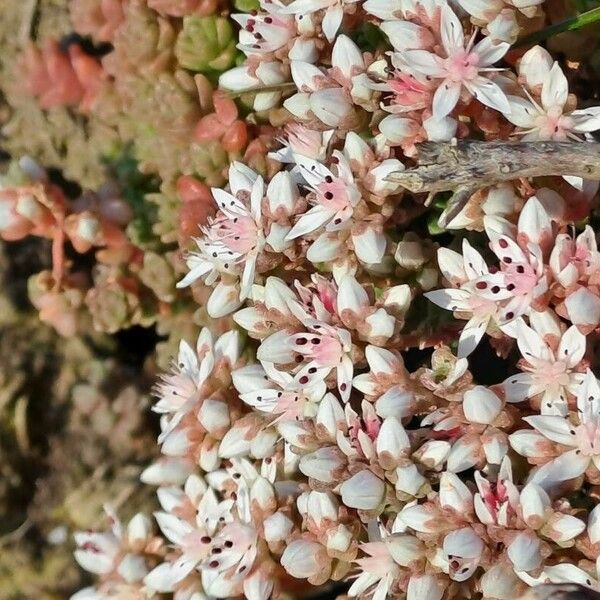 Sedum anglicum Floare