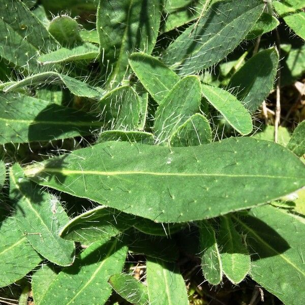 Pilosella officinarum 叶