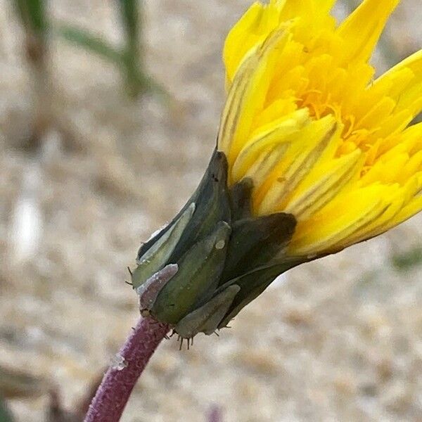 Sonchus bulbosus Flower