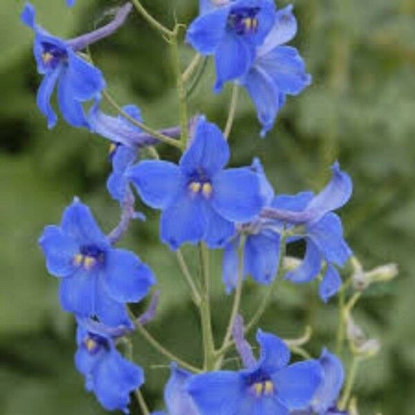 Delphinium grandiflorum Floro