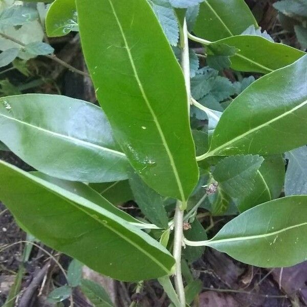 Cestrum diurnum Blad