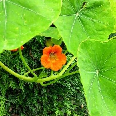 Tropaeolum majus Floare